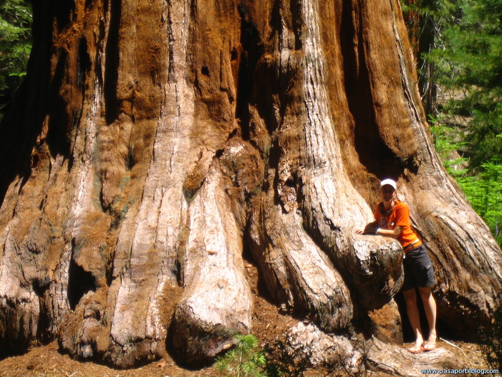 Sequoias Gigantes, viaje por Costa Oeste