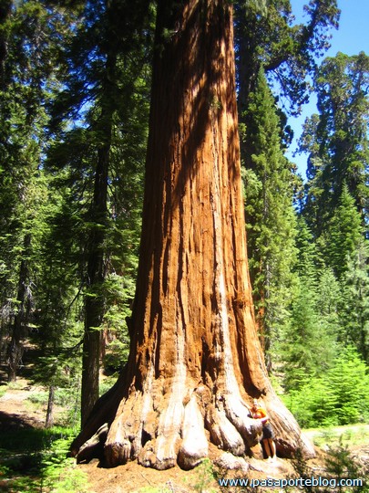 el arbol más grande del mundo sequoias gigantes california