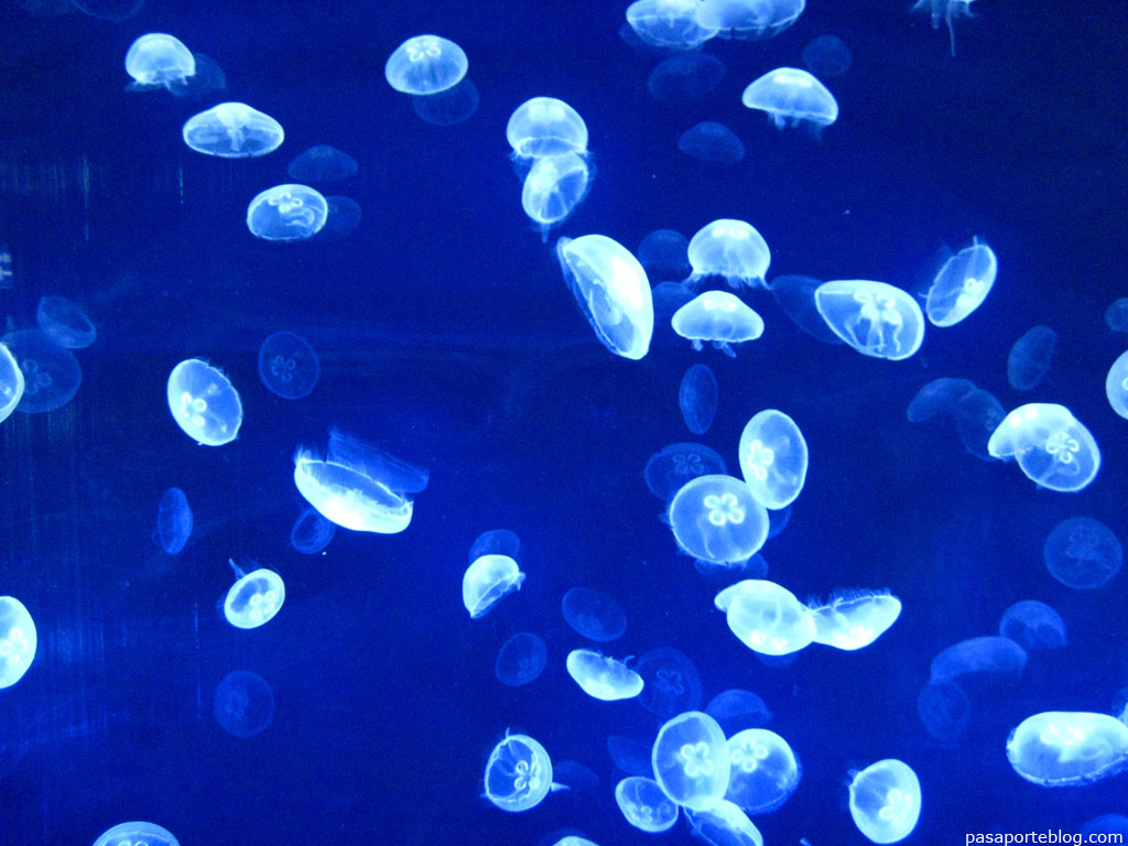 medusas museo oceanografico de valencia