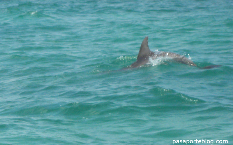 Delfin Sian Kaan Riviera Maya, Cancun, Mejico