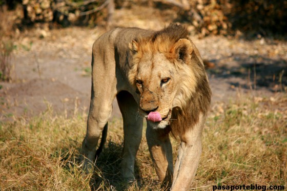 leon en busca de presa, moremi, botswana