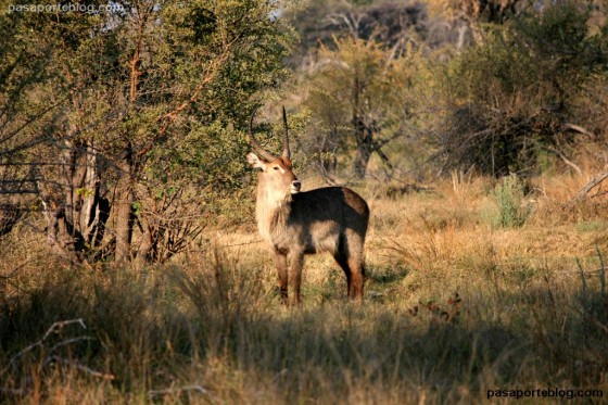 antilope de agua cobo lichi o waterback
