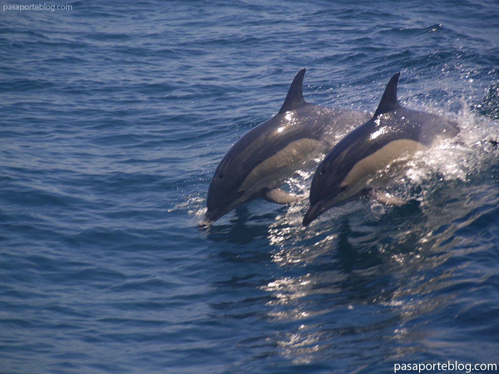 Delfines en Gibraltar, jugando con un petrolero