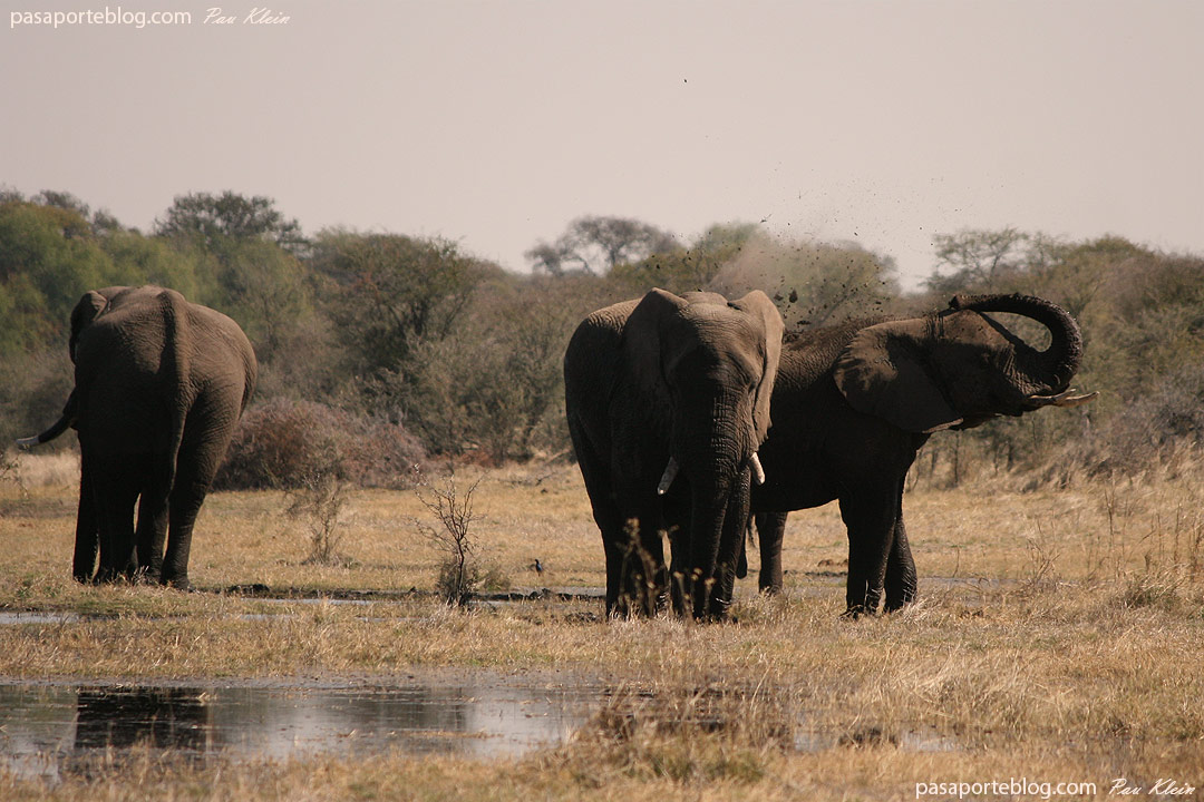 elefantes botswna makgadikgadi parque nacional africa por libre