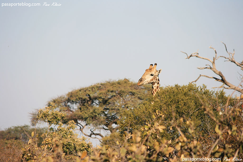 jirafas en safari en botswana