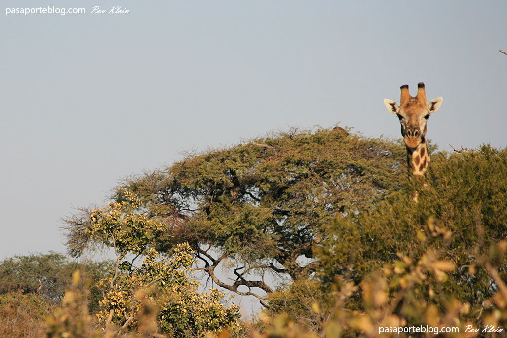 fotografia de jirafa mirando a la cámara viaje a africa