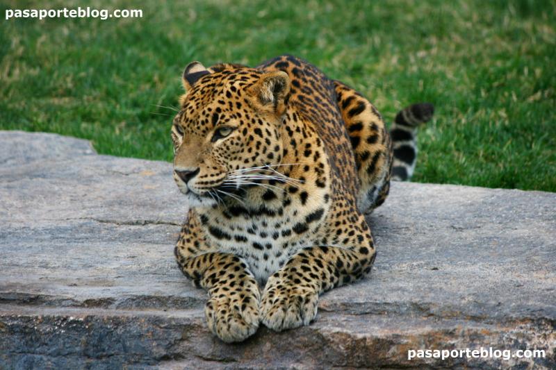 Leopardo en el zoo de Valencia