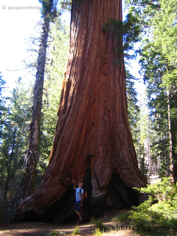 sequoias gigantes