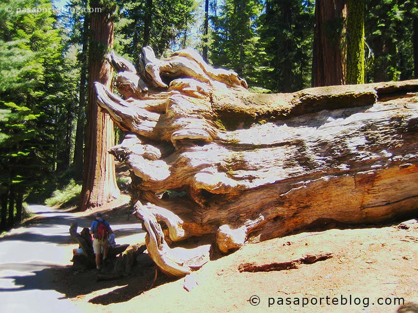 sequoya gigante caida