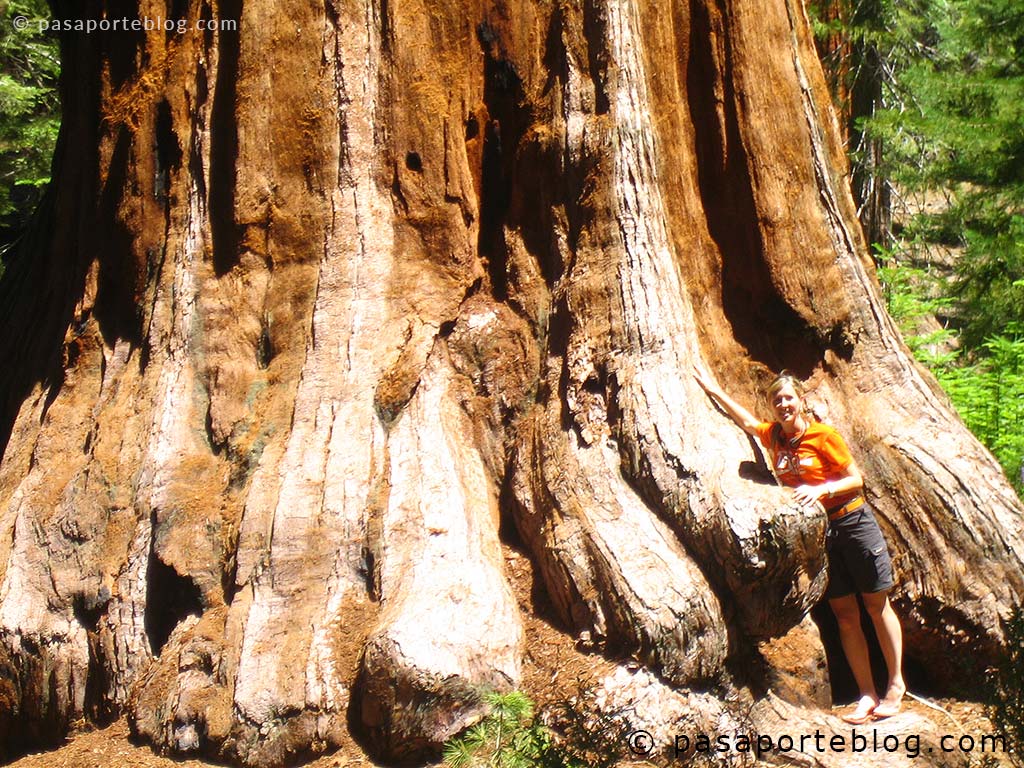 humano junto a una sequoia gigante proporciones