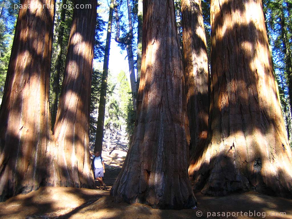 5 sequoias gigantes en el viaje por la costa oeste