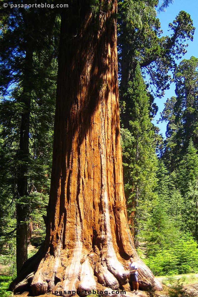 pau klein al pie de una sequoia gigante en california, en el parque nacional de kings canyon